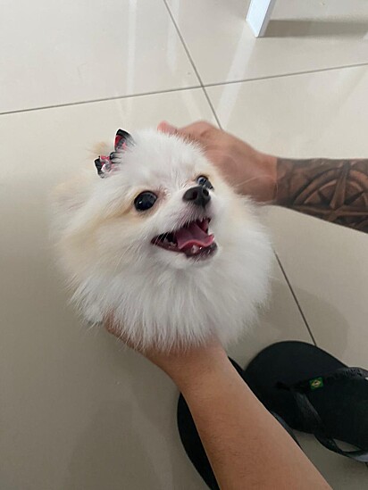 Belle é uma Lulu da Pomerânia de um ano muito carinhosa.