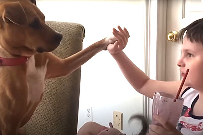 Menino autista não interagia com cães, mas tudo muda quando uma doce pitbull abandonada cruza o seu caminho.