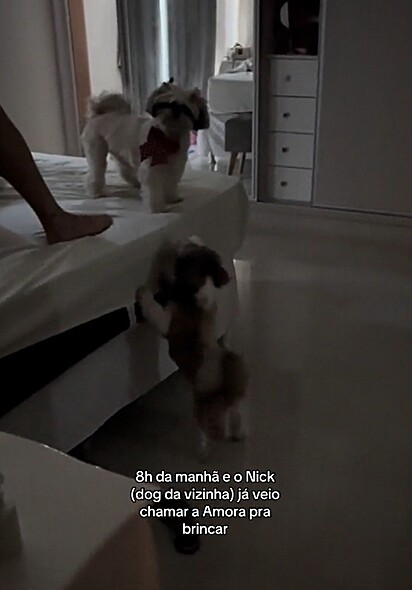 Nick indo até o quarto chamar a Amora para brincar.