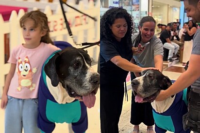 Duque é cão terapeuta e está acostumado com a atenção.