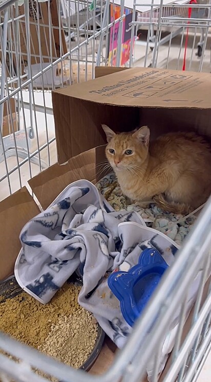 O abrigo acolhe atualmente dezenas de gatos que perderam seus donos durante as enchentes.