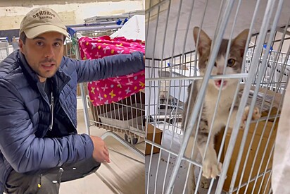 Voluntário tem ideia genial e cria gatil com carrinhos de supermercado para abrigar gatos resgatados