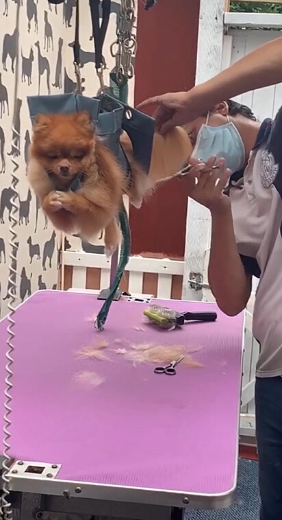 O cachorro, da raça Lulu da Pomerânia, parecia estar rezando durante a tosa no pet shop.