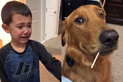 Cão golden disfarça da melhor maneira após pirulito de menino cair acidentalmente em sua boca
