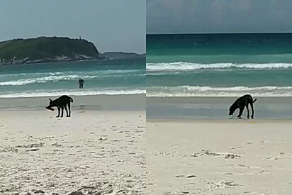 Homem flagra cão vira-lata tocando o terror em praia e faz a melhor narração da cena