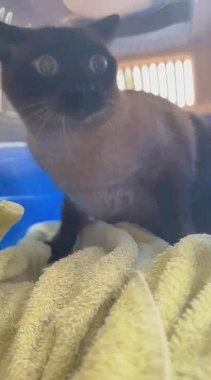 O gatinho Tommy foi devolvido recentemente ao abrigo Adote Um Gatinho, em São Paulo.