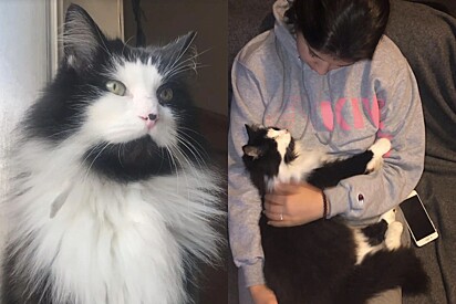 Família visita abrigo de animais para adotar gato - e encontram rostinho que pensavam que nunca mais veriam