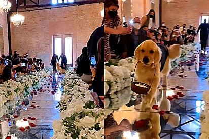 Cão golden fica todo feliz ao perceber que todos esperavam por ele em casamento e faz a melhor entrada.