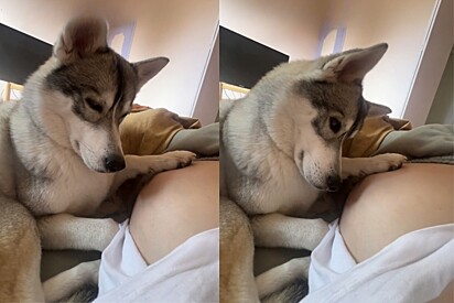Cão Husky tem a reação mais carinhosa ao perceber o que aconteceu após ele beijar barriga de tutora.