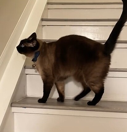 Sumo estava alertando sobre ratos na casa.