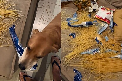 Cão vira-lata caramelo inova e resolve fazer macarronada em cima do sofá da sala e vídeo viraliza