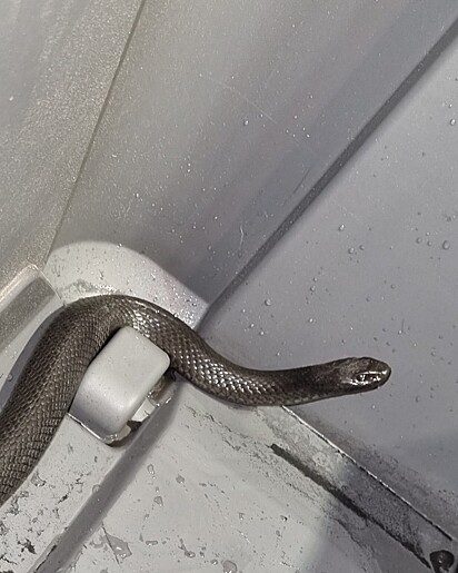Depois de beber bastante água, a cobra voltou para a natureza. 