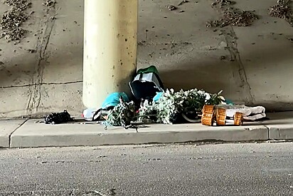 Motorista vê uma pilha de lixo embaixo de rodovia e percebe dois olhinhos brilhantes precisando de ajuda.