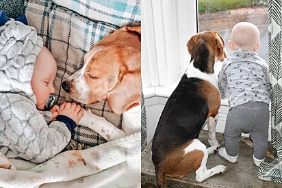 Cão beagle que cuida com o maior amor de bebê tem a melhor surpresa ao ouvir sua primeira palavra