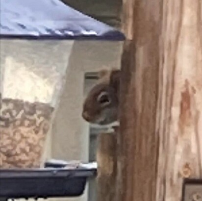O esquilo que estava comendo o alimento das aves.
