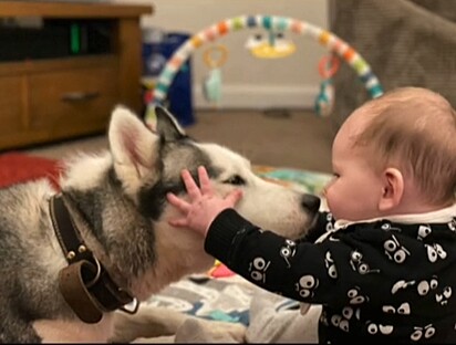 O bebê Arthur e a husky siberiano Nala, em 2021.