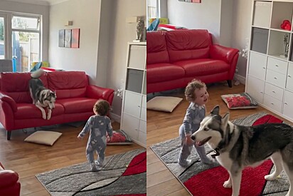 Cachorro husky siberiano brinca de pega-pega e faz bebê cair na gargalhada