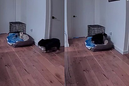 Câmera registra momento que bulldog inglês prega peça em passeador de cães.