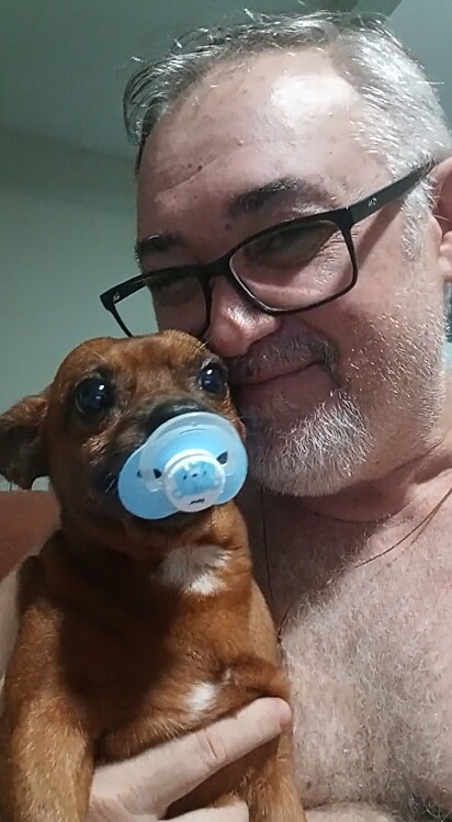 Gutto é um cachorrinho caramelo muito fofo que vive no Ceará. 