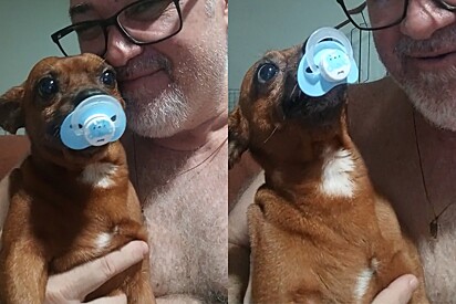 Conheça Gutto, um cachorrinho caramelo que sustenta seu ódio com uma chupeta na boca.
