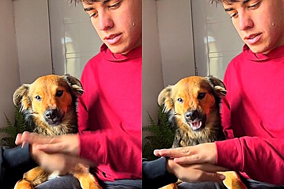 Casal tenta gravar cena viral com seu cão, mas tudo dá errado e caso vai parar na televisão