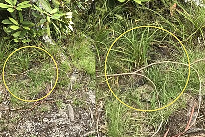 Resposta: uma cobra dágua escondida na grama, no canto esquerdo da foto. 
