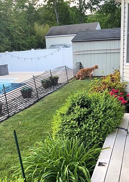 Tucker rompendo a barreira para entrar na piscina.