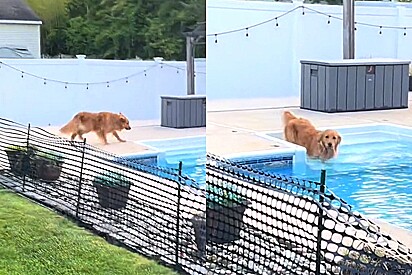 Golden retriever prova que é mais esperto e encontra jeitinho para entrar na piscina após proibição dos tutores.
