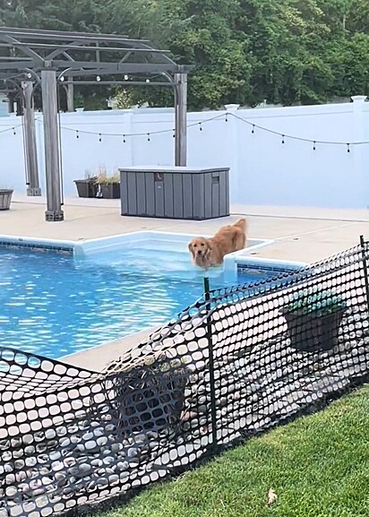 A alegria de Tucker é nadar na piscina.