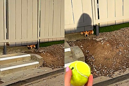 Cachorro olha por baixo de cerca e implora para pedestre atirar sua bolinha perdida.