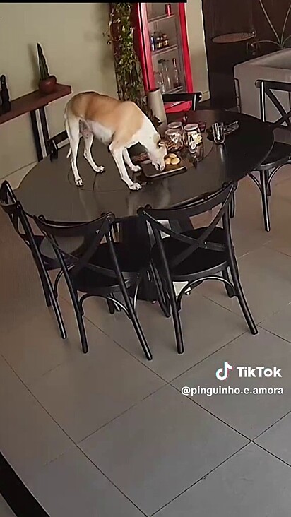 A cachorrinha idosa comendo o pão de queijo que estava em cima da mesa.
