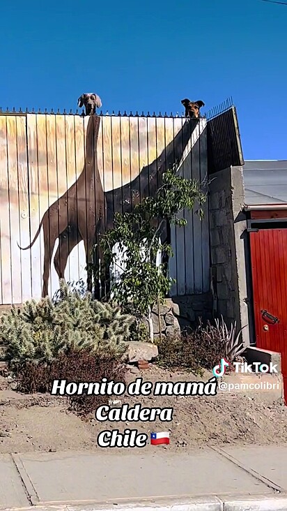 O portão da residência tem duas girafas pintadas. 