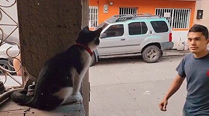 O gatinho está sentado no muro, esperando para abençoar as pessoas.