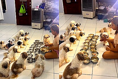Cães educadíssimo aguardam oração antes de comer a refeição.