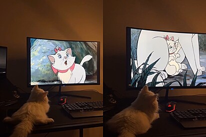 Gatinha branca está fascinada em assistir a sua irmã gêmea no desenho animado The Aristocats.