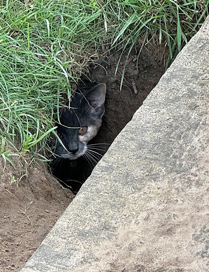 Os gatinhos estavam se refugiando encontrou abrigo em um buraco sob uma das sepulturas.