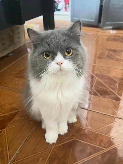 Pipoy, um gatinho branco e cinza de 1 ano.