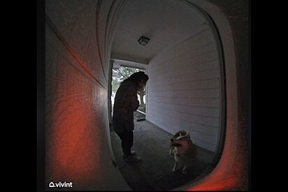 Cachorro shiba inu tem ideia genial para encontrar em casa após ficar trancado para o lado de fora