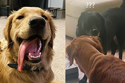 Após visita ao veterinário, o cachorro volta tão diferente que sua irmã canina não o reconhece mais.