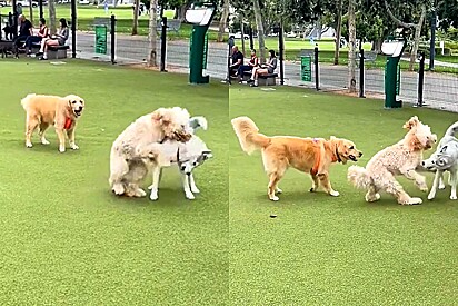 Golden retriever se esforça ao máximo para se enturmar com cães em parque