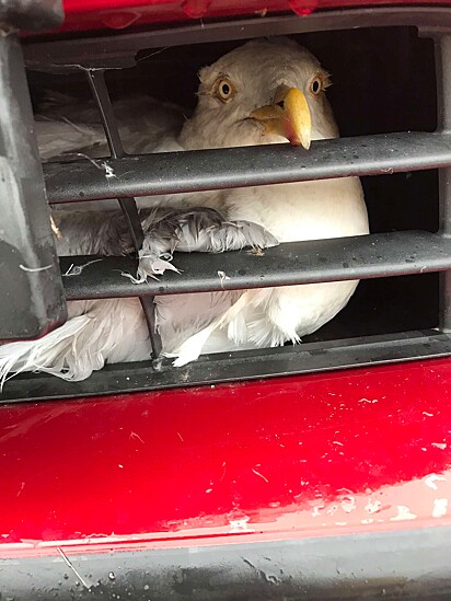 A ave foi resgatada.