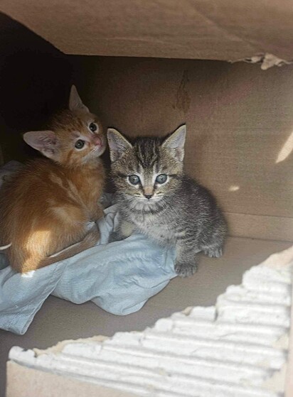 As gatinhas se tornaram inseparáveis. 