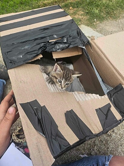 As felinas foram abandonadas e separadas da mãe.