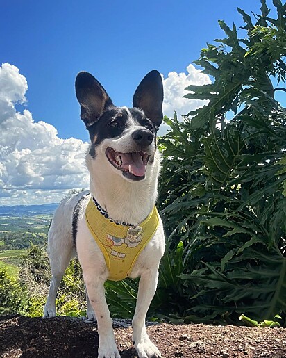 A pet é o xodó da família!