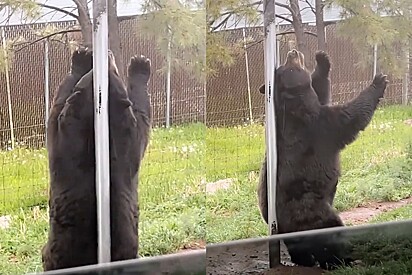 Urso é filmado ‘dançando’ pole dance e vídeo viraliza