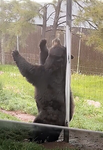 O urso dançando.