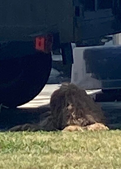 Hilary Klein notou uma pilha de pelos embaixo do trailer de um carro estacionado.