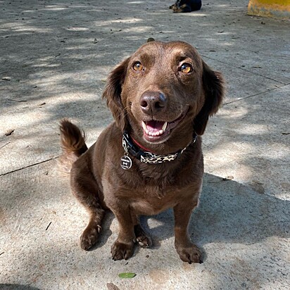 Antonella é uma cachorrinha muito esperta.