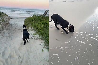 Cão vai à praia pela primeira vez e a experiência planejada pelo tutor não ocorre como esperado.