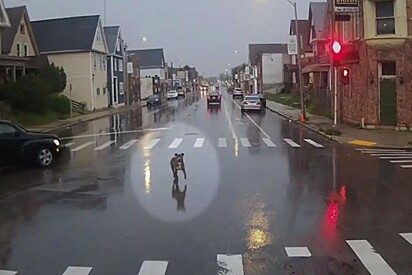 Câmera mostra como motorista tratou cachorro que estava perdido em dia chuvoso